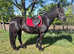Fresian X, 11 year old mare