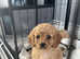 Cavapoochon Puppies