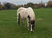 15hh Sports Horse Broodmare