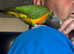 Male Senegal parrot  (please read description)