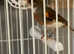 6 pairs of top bloodline canaries for sale..selling due 2 ill health