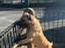 Presa canario male for sale