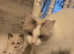 Ragdoll kittens