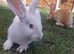 Baby Continental Giant needs adorable home