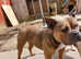 American pocket bully