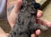 Beautiful litter of miniature dachshund