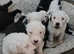 Old english sheepdog puppies