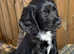 Beautiful cocker spaniels