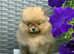 Pomeranian Girl, 1 left . Ready to go new home