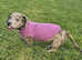 Too loving home Staffy cross dachund