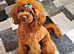Imported Asian Toy Poodle