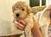 Gorgeous Light Apricot Toy Poodle Puppies!