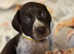 11 GSP puppies