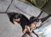Miniature dachshund male
