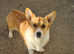 Gorgeous KC Registered, DM, VWD & PRA Clear female Welsh Pembroke Corgi