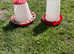 Chicken Feeders and Drinkers