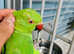 Beautiful baby Indian Ringneck talking parrot