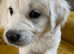 Beautiful Golden Retriever Puppy