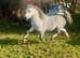 By Lampeter stallion show winner