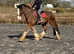 17.2h 4Yo Bay Clydsdale Gelding