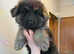 Ready now rare kc reg Isabella blue and white German shepherd pups