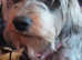 Shorkie terrier mix puppies