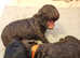 2 LEFT Gorgeous Toy Poodle pups