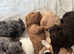 **LAST BOY****PRICE NOW REDUCED - Cute Brown Cavapoo x Cockapoo (Cavockapoo) in Evesham