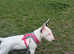 KC reg English Bull Terrier