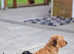 Gorgeous Mini-Wire Dachsund Boy