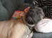 Big girl need remote due to me beening Ill 16 month girl
