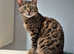TICA Registered Bengal - Full pedigree