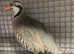 Chukar partridges (males & females)
