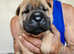 Gorgeous shar pei puppies available