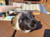 Female Guinea pig, 9 months old, ip3