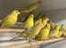 6 pairs of top bloodline canaries for sale..selling due 2 ill health