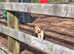 3 beautiful labrador puppies