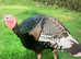 WANTED TRIO BRONZE TURKEYS