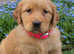 Fully vaccinated, socialized, potty trained, and playful Golden Retriever puppies