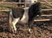 Registered miniature shetland