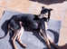 Shadow lurcher male to pet home only