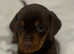Dachshund gorgeous chocolate & tan boy