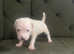 Only 8 American bulldog cross mastiff left