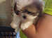 Shih tzu puppie female
