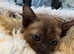 Tonkinese blue and brown kittens