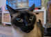 Lovely Balinese male needing a nice and calm home