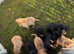 Kc registered Labrador puppies