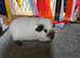 Guinea pig boys £25 each