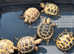 Horsfield tortoises ready now 5 months old