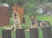 German shepherd puppies ready now